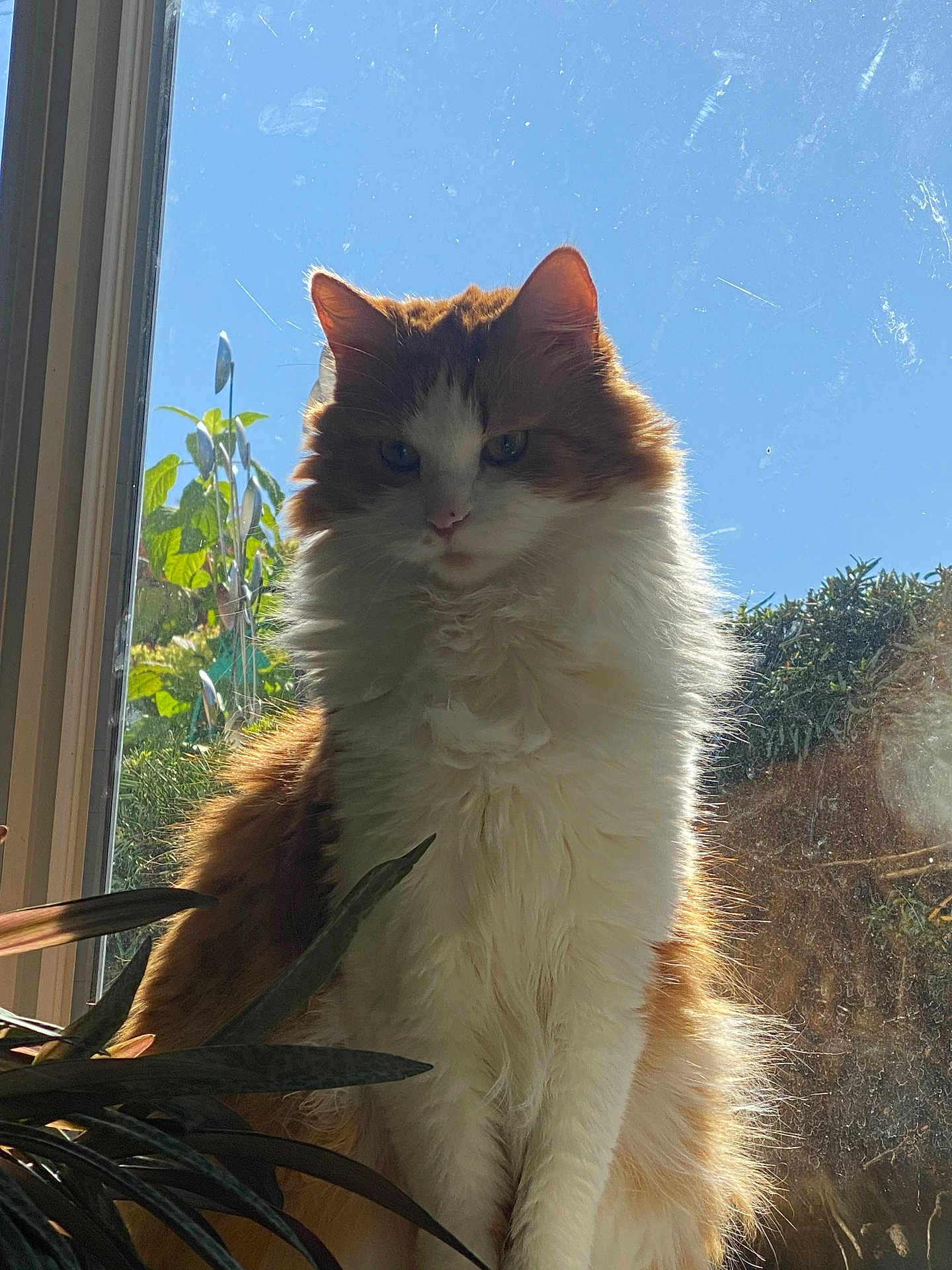Felix