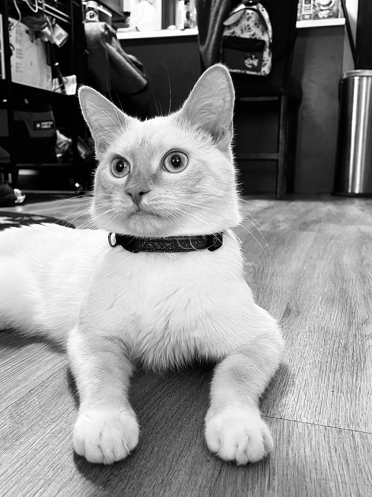 Duke is registered to the contest to win money with this photo: black, black_and_white, carnivore, cat, claw, devon_rex, domestic_short_haired_cat, felidae, fur, monochrome, monochrome_photography, paw, photo_caption, small_to_medium_sized_cats, snout, style, tail, terrestrial_animal, whiskers, white