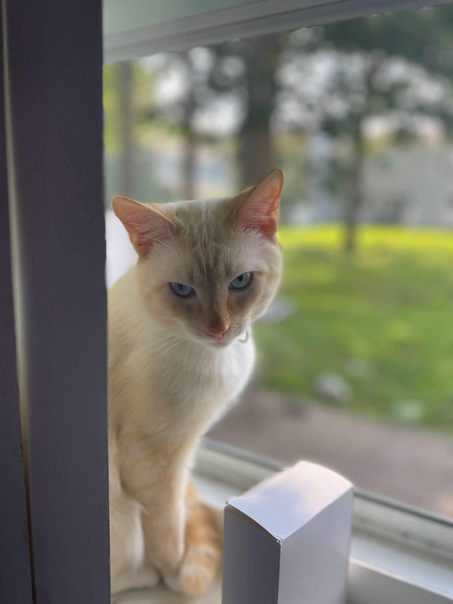 Duke is registered to the contest to win money with this photo: carnivore, cat, collar, domestic_short_haired_cat, fawn, felidae, fur, small_to_medium_sized_cats, snout, tail, terrestrial_animal, whiskers, wood