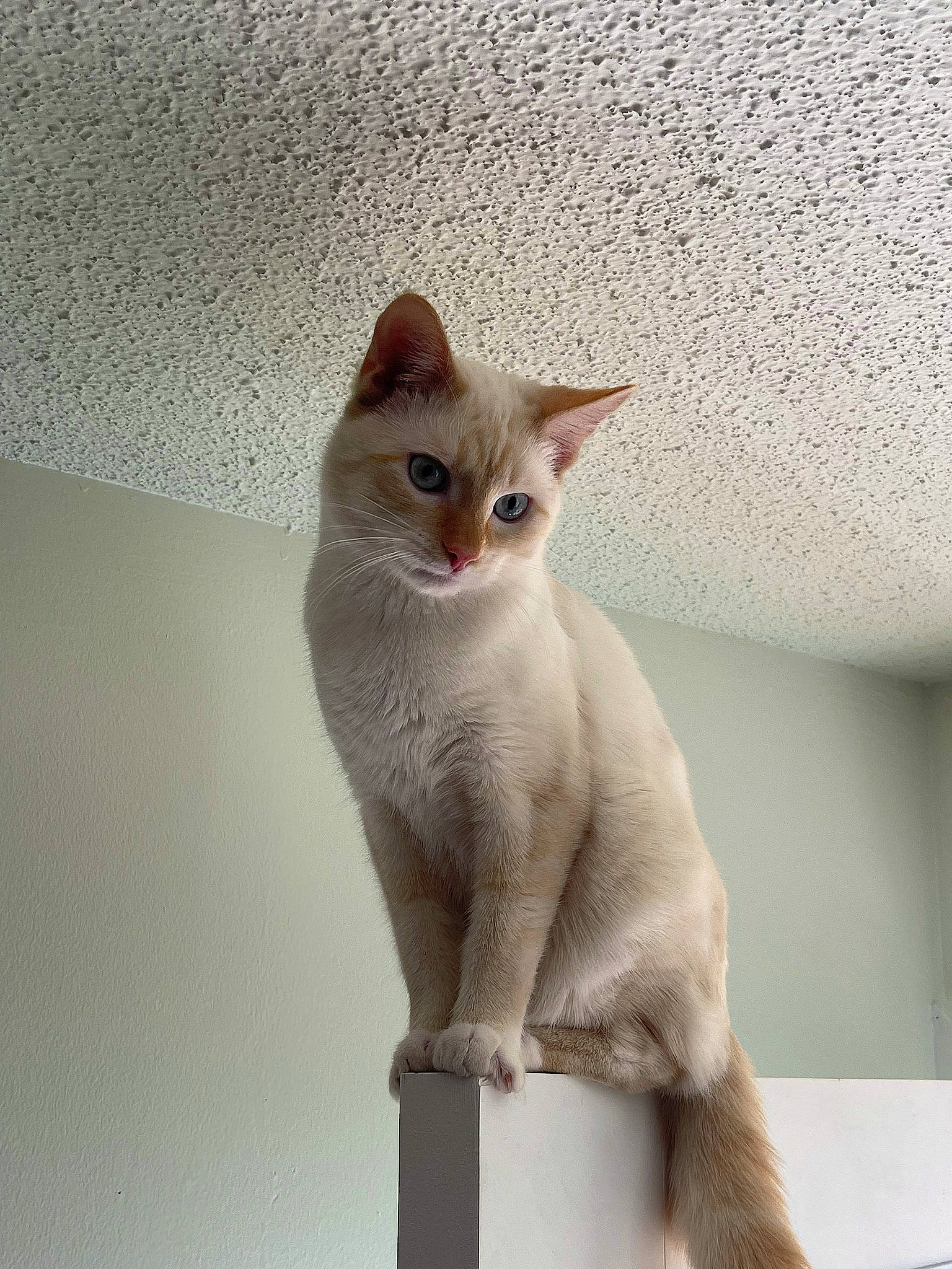 Duke joined the competition — help win amazing prizes! carnivore, cat, domestic_short_haired_cat, fawn, felidae, fur, small_to_medium_sized_cats, tail, whiskers, window