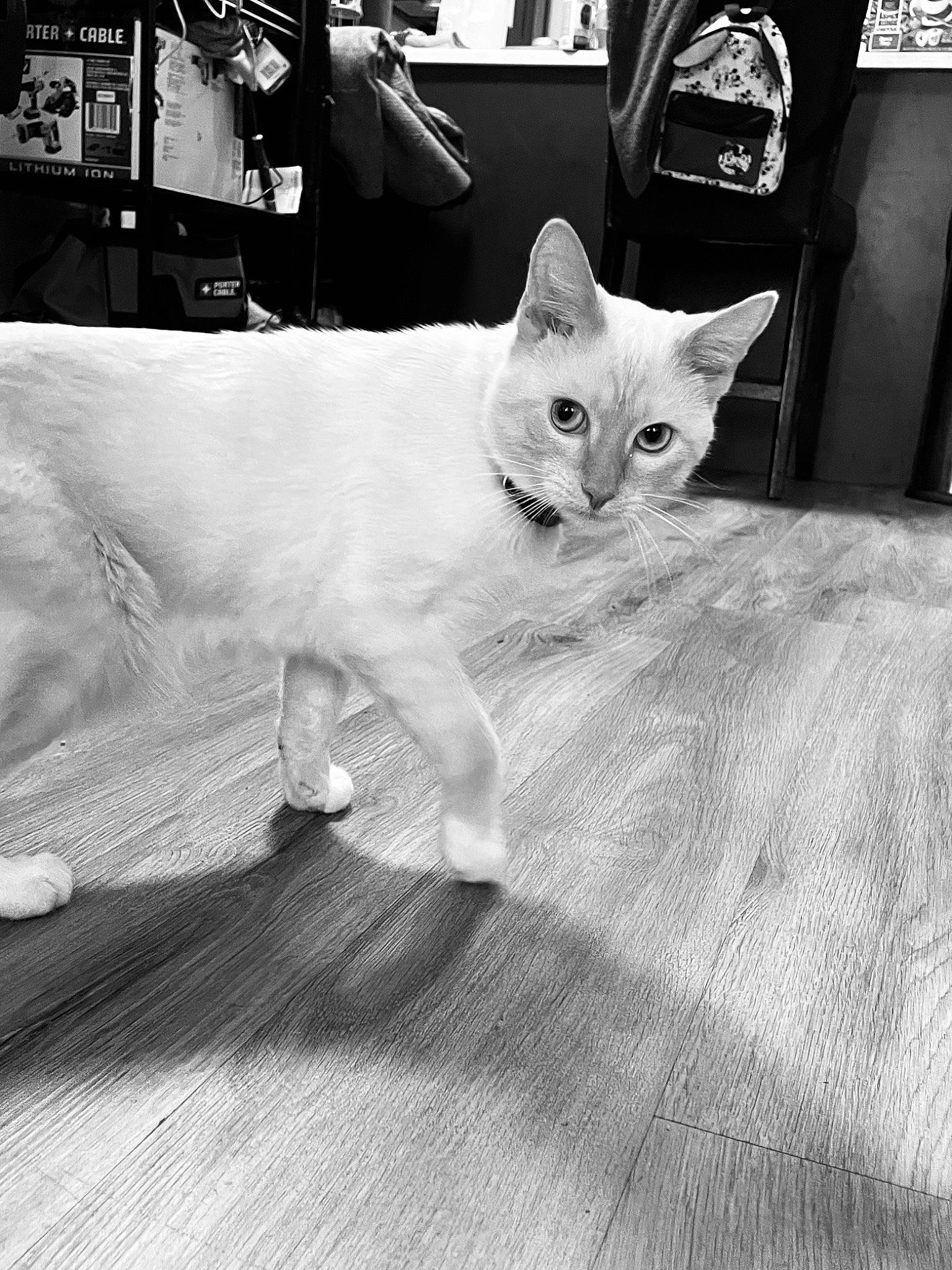 Duke joined the competition — help win amazing prizes! black, black_and_white, carnivore, cat, comfort, domestic_short_haired_cat, eye, felidae, fur, grey, monochrome, monochrome_photography, photograph, small_to_medium_sized_cats, snapshot, snout, style, tail, whiskers, white