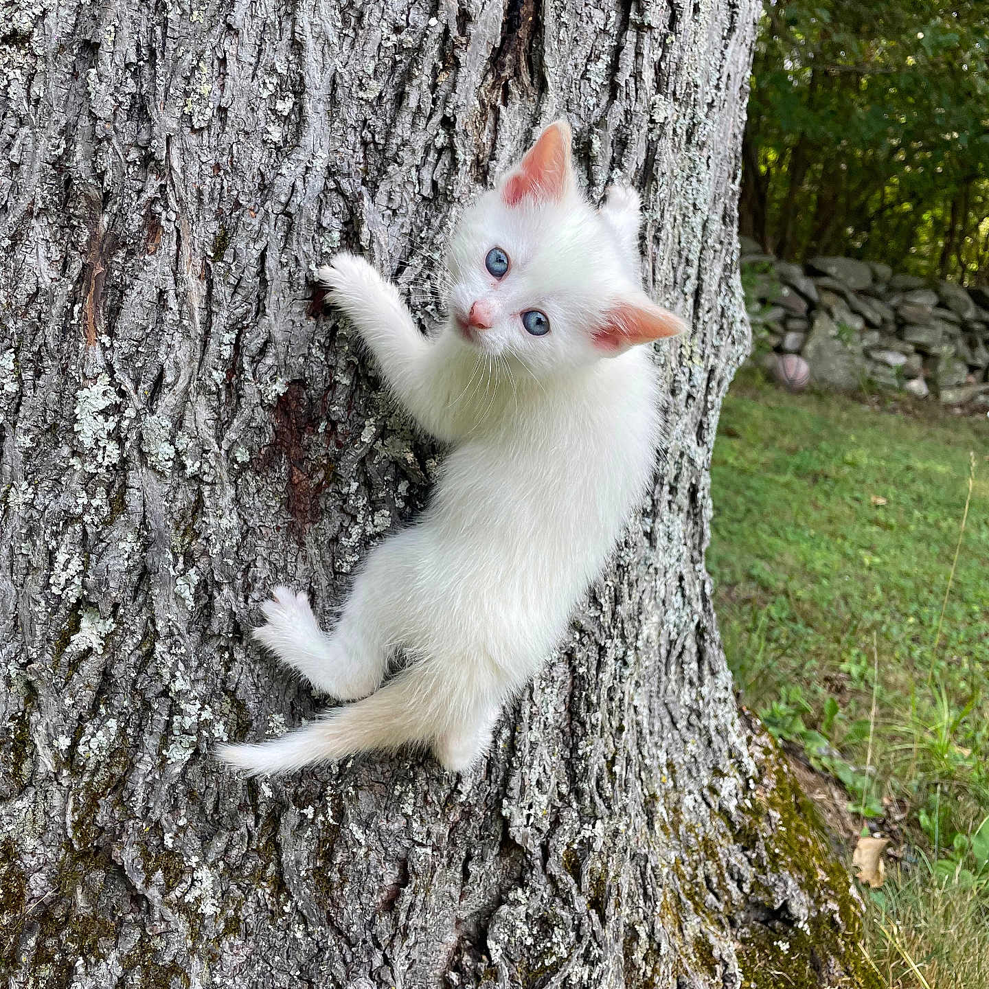 Daisy joined the competition — help win amazing prizes! abyssinian, angora, animal, cat, grass, kitten, manx, moss, nature, outdoors, pet, plant, rock, siamese, soil, tree, treetrunk, vegetation, white, wood
