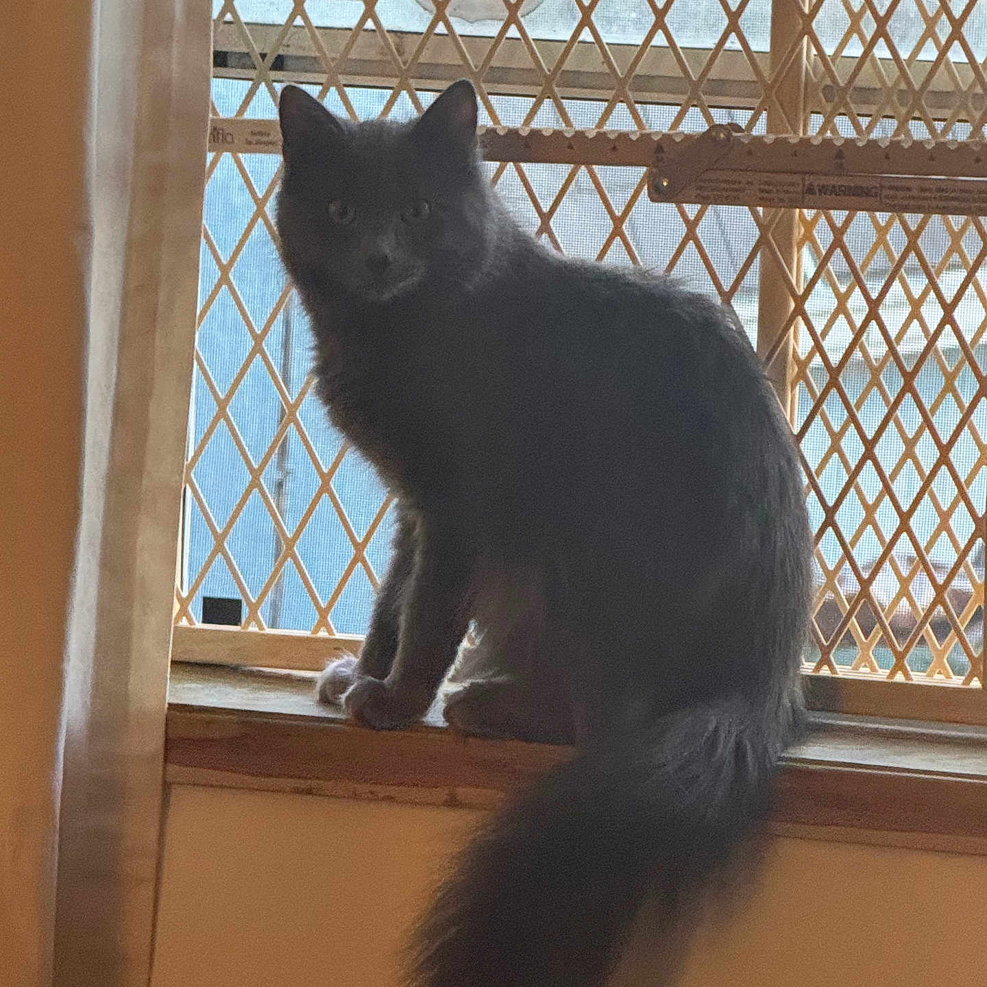 Rhea joined the competition — help win amazing prizes! angora, animal, blackcat, cat, kitten, manx, pet, window, windowsill