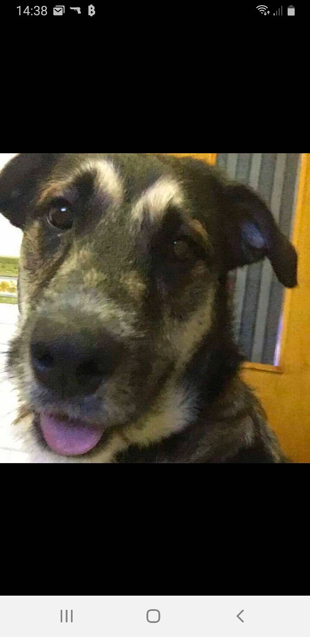 Kaizer a rejoint le concours — aidez-le/la à gagner de superbes lots ! ancient_dog_breeds, canidae, carnivore, cloud, companion_dog, dog, dog_breed, eye, fur, metal, night, photo_caption, rectangle, selfie, snout, sporting_group, square, whiskers, working_animal, working_dog