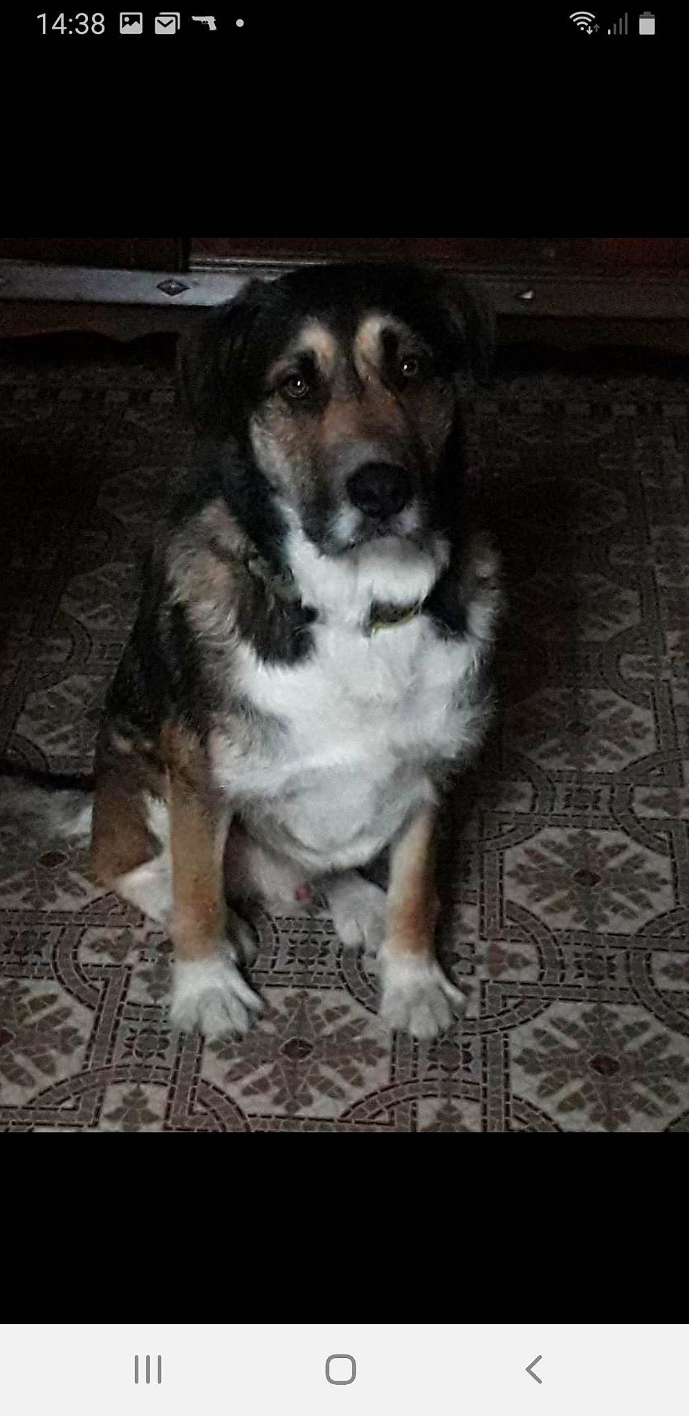 Kaizer participe au concours pour gagner de l'argent avec cette photo : canidae, carnivore, companion_dog, dog, dog_breed, flooring, puppy, sporting_group, street_dog, terrestrial_animal, whiskers, working_animal, working_dog