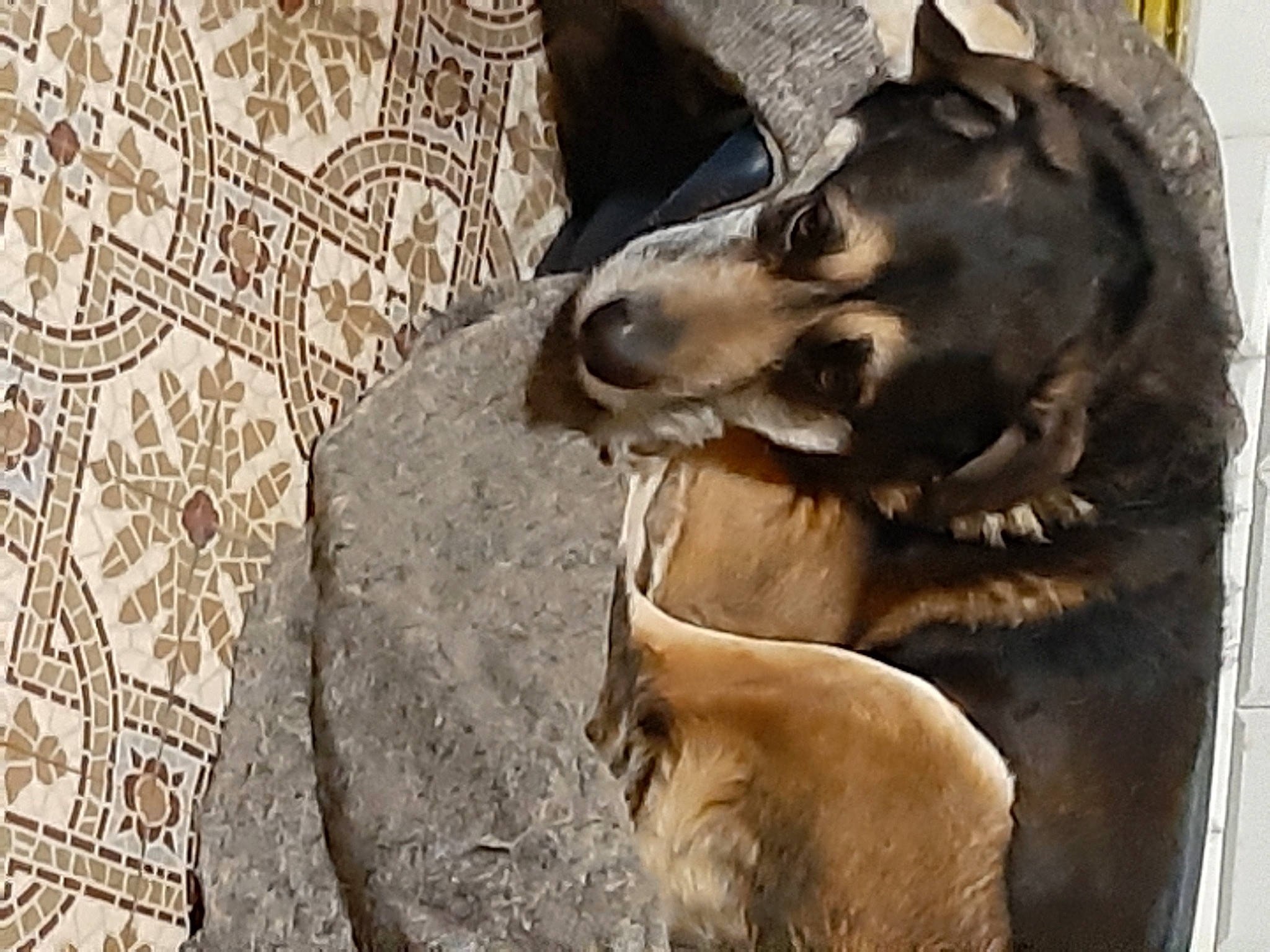 Kaizer a rejoint le concours — aidez-le/la à gagner de superbes lots ! art, bronze, bronze_sculpture, canidae, carnivore, dog, dog_breed, fawn, jaw, metal, monument, pack_animal, sculpture, snout, sporting_group, statue, terrestrial_animal, wildlife, wood, working_animal