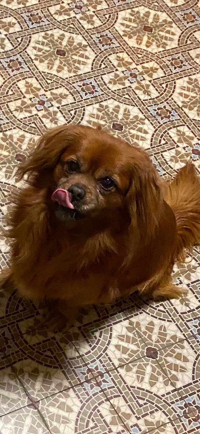 Milou a rejoint le concours — aidez-le/la à gagner de superbes lots ! brown, canidae, carnivore, companion_dog, dog, dog_breed, fawn, flooring, fur, gun_dog, king_charles_spaniel, liver, snout, spaniel, sporting_group, terrestrial_animal, tibetan_spaniel, whiskers, wood, working_animal