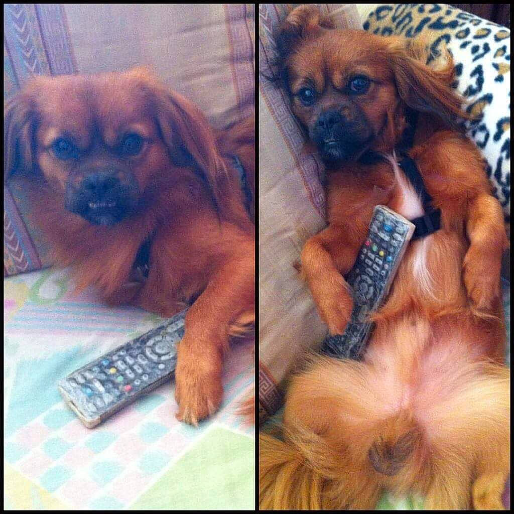 Milou a rejoint le concours — aidez-le/la à gagner de superbes lots ! canidae, carnivore, companion_dog, dog, dog_breed, dog_supply, ear, fawn, font, fur, liver, metal, paw, photo_caption, rectangle, selfie, snout, sporting_group, toy_dog, working_animal