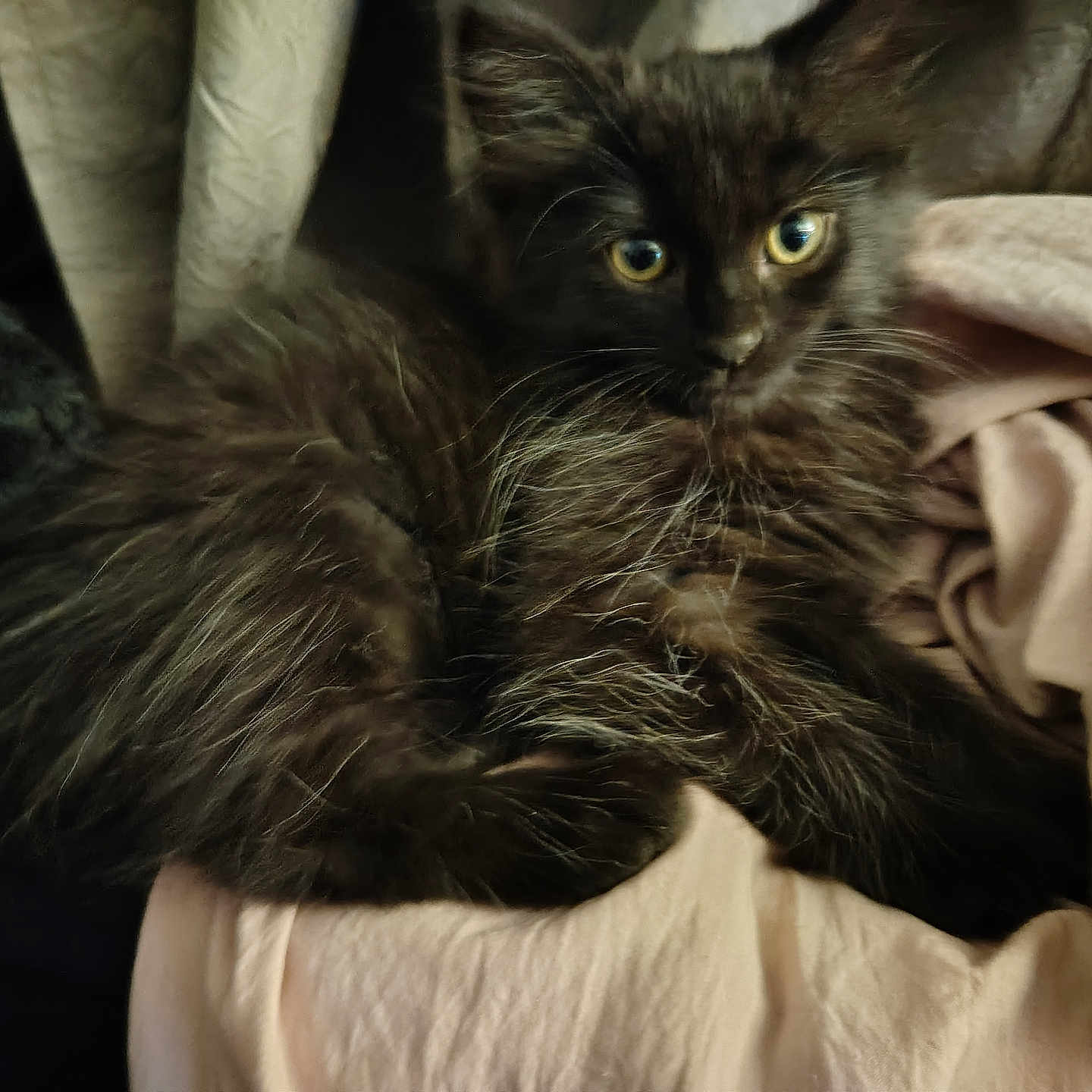 Chewy