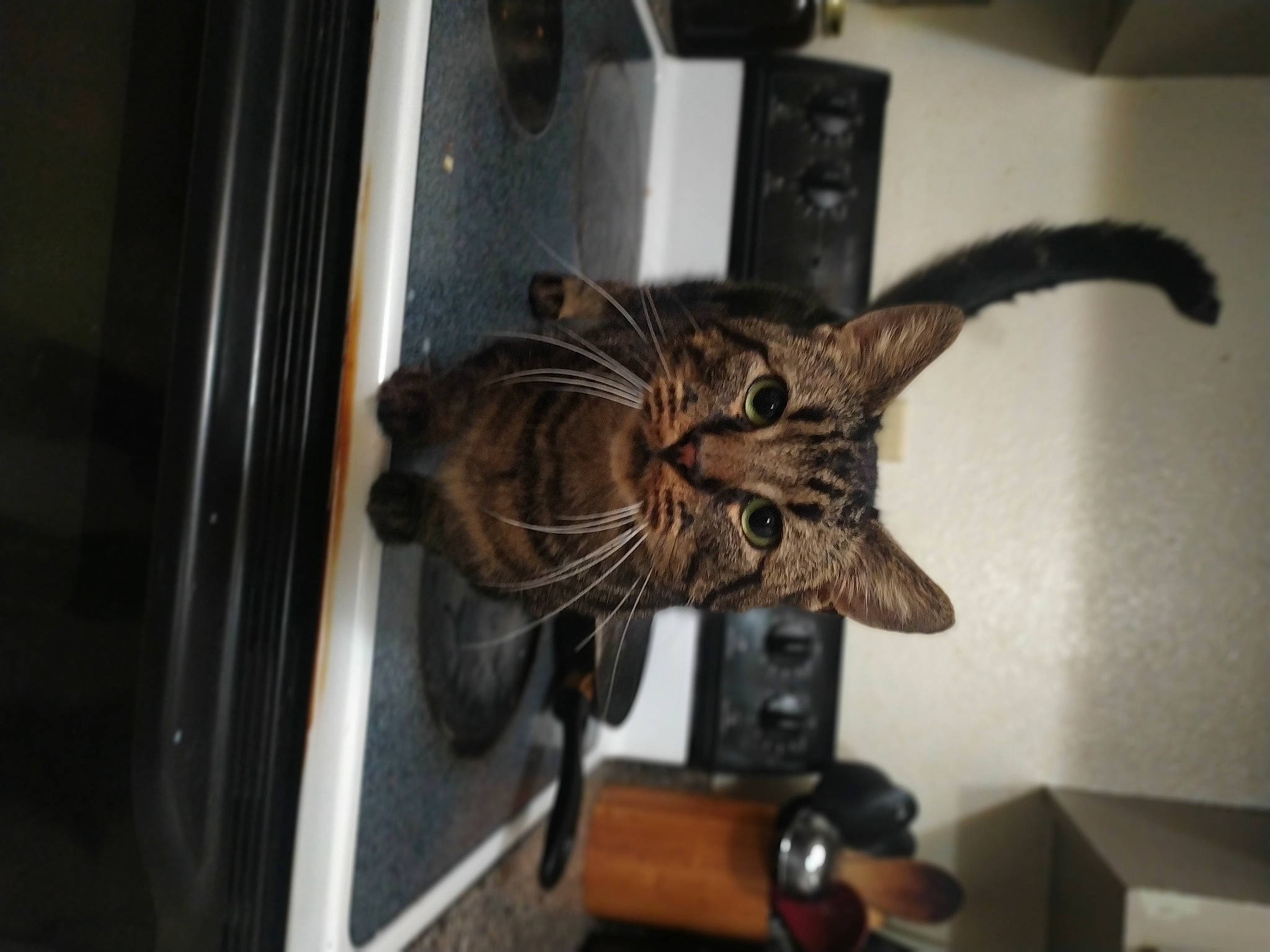 Killian Littleman joined the competition — help win amazing prizes! carnivore, cat, claw, comfort, domestic_short_haired_cat, door, door_handle, felidae, fur, room, small_to_medium_sized_cats, tail, terrestrial_animal, whiskers, window, wood