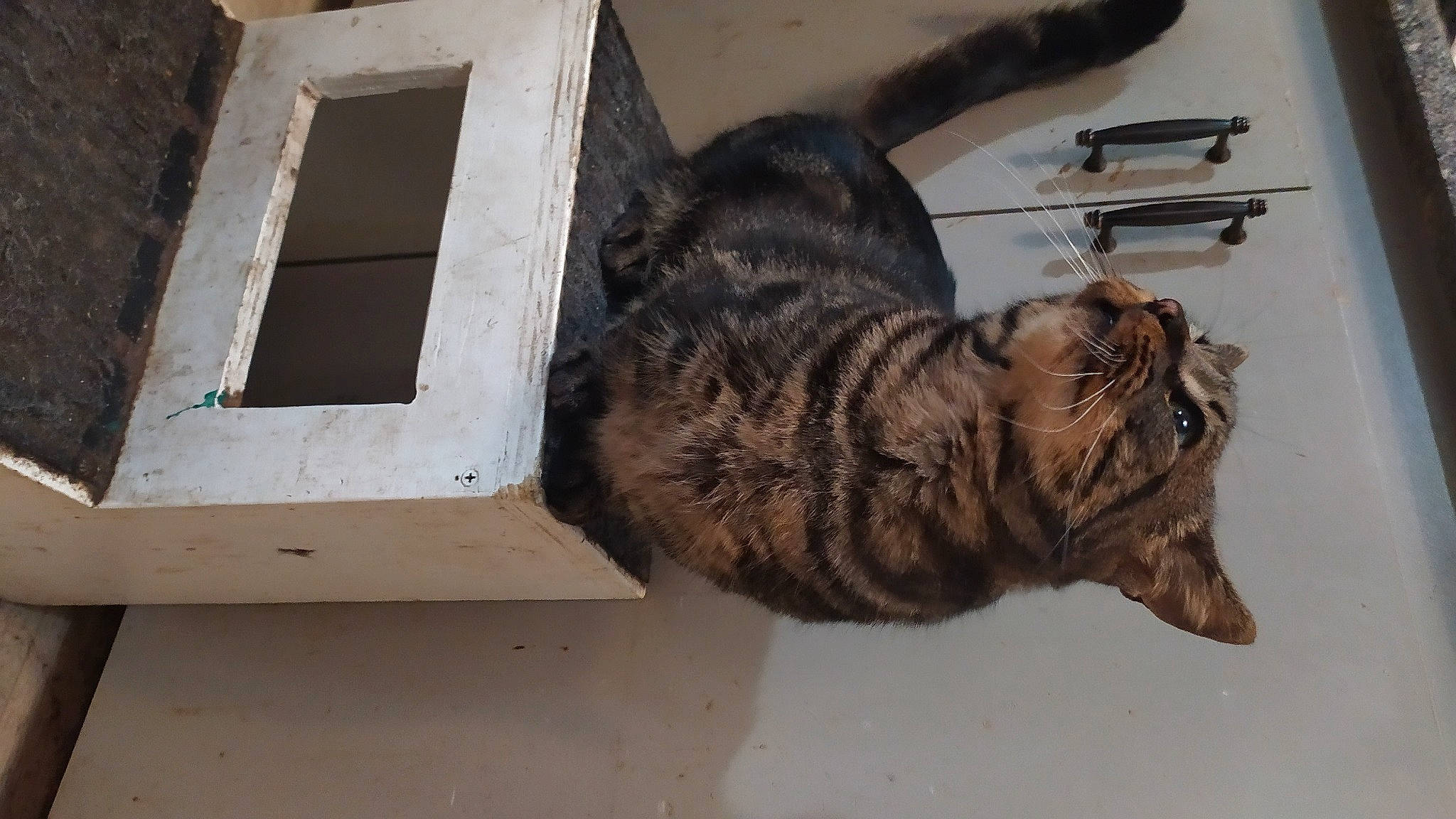 Killian Littleman is registered to the contest to win money with this photo: carnivore, cat, domestic_short_haired_cat, felidae, fur, gas, kitchen_utensil, office_supplies, small_to_medium_sized_cats, sporting_group, tail, terrestrial_animal, whiskers, wood