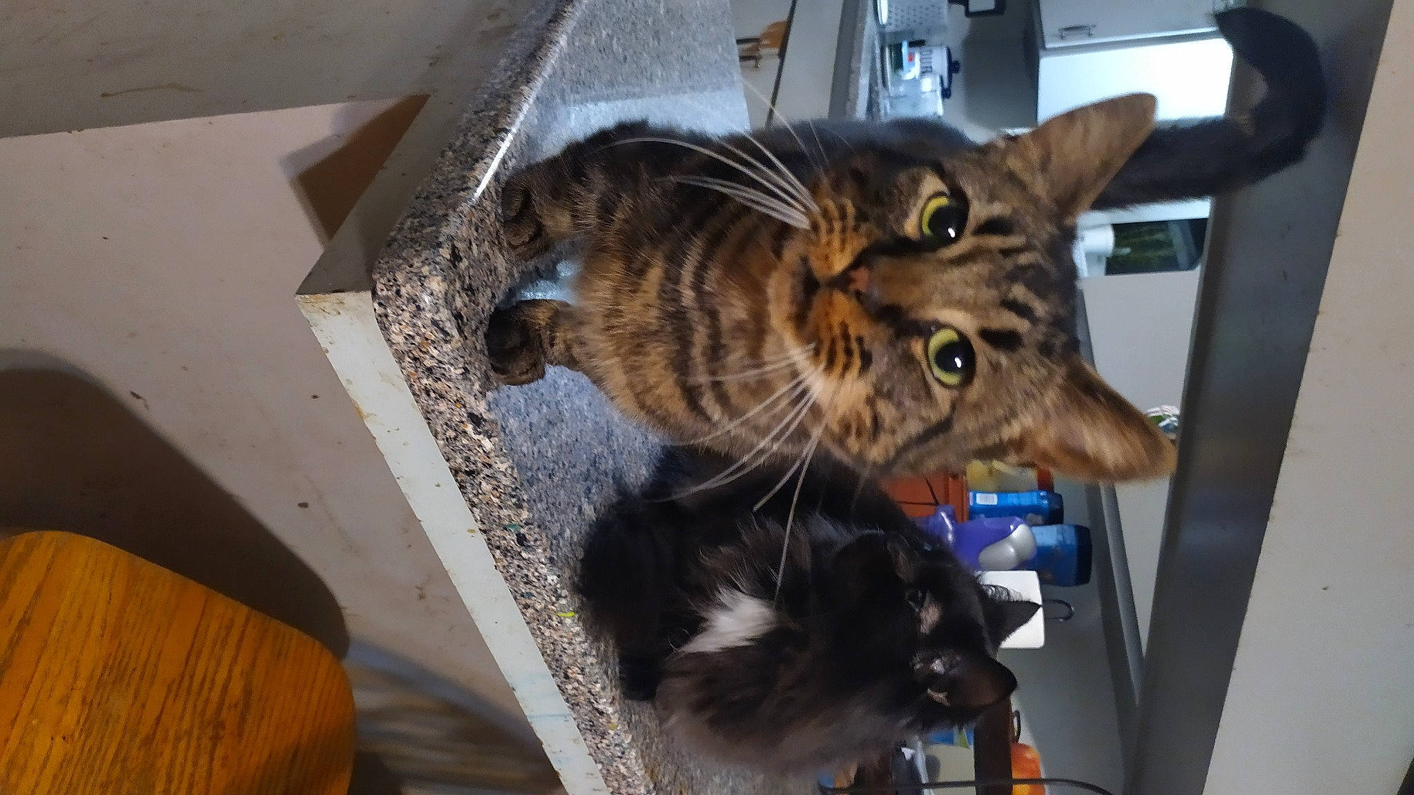 Killian Littleman joined the competition — help win amazing prizes! carnivore, cat, claw, domestic_short_haired_cat, felidae, fur, paw, small_to_medium_sized_cats, tail, whiskers, wood