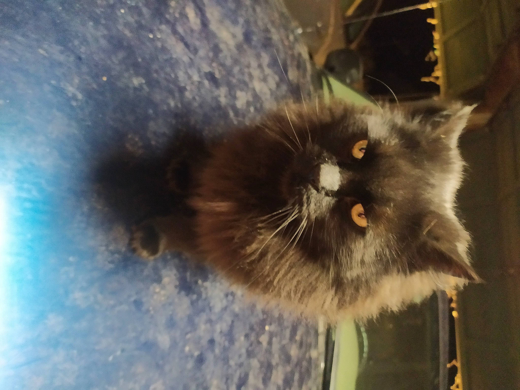 Jamally joined the competition — help win amazing prizes! carnivore, cat, claw, electric_blue, fawn, felidae, fur, small_to_medium_sized_cats, snout, tail, terrestrial_animal, whiskers, wood