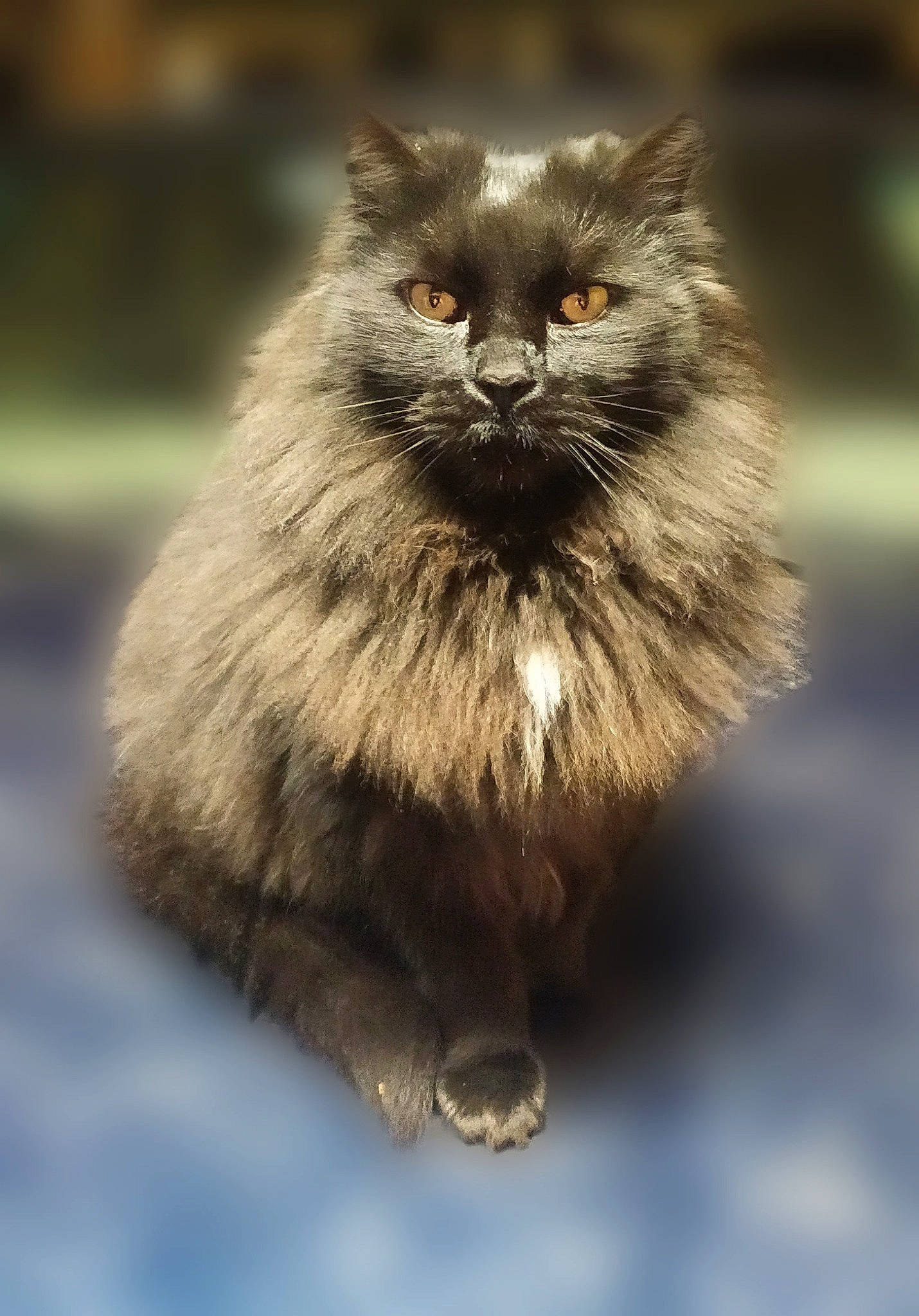 Jamally joined the competition — help win amazing prizes! british_longhair, carnivore, cat, felidae, fur, grass, grey, macro_photography, monochrome, monochrome_photography, plant, small_to_medium_sized_cats, tail, terrestrial_animal, tree, whiskers, wildlife