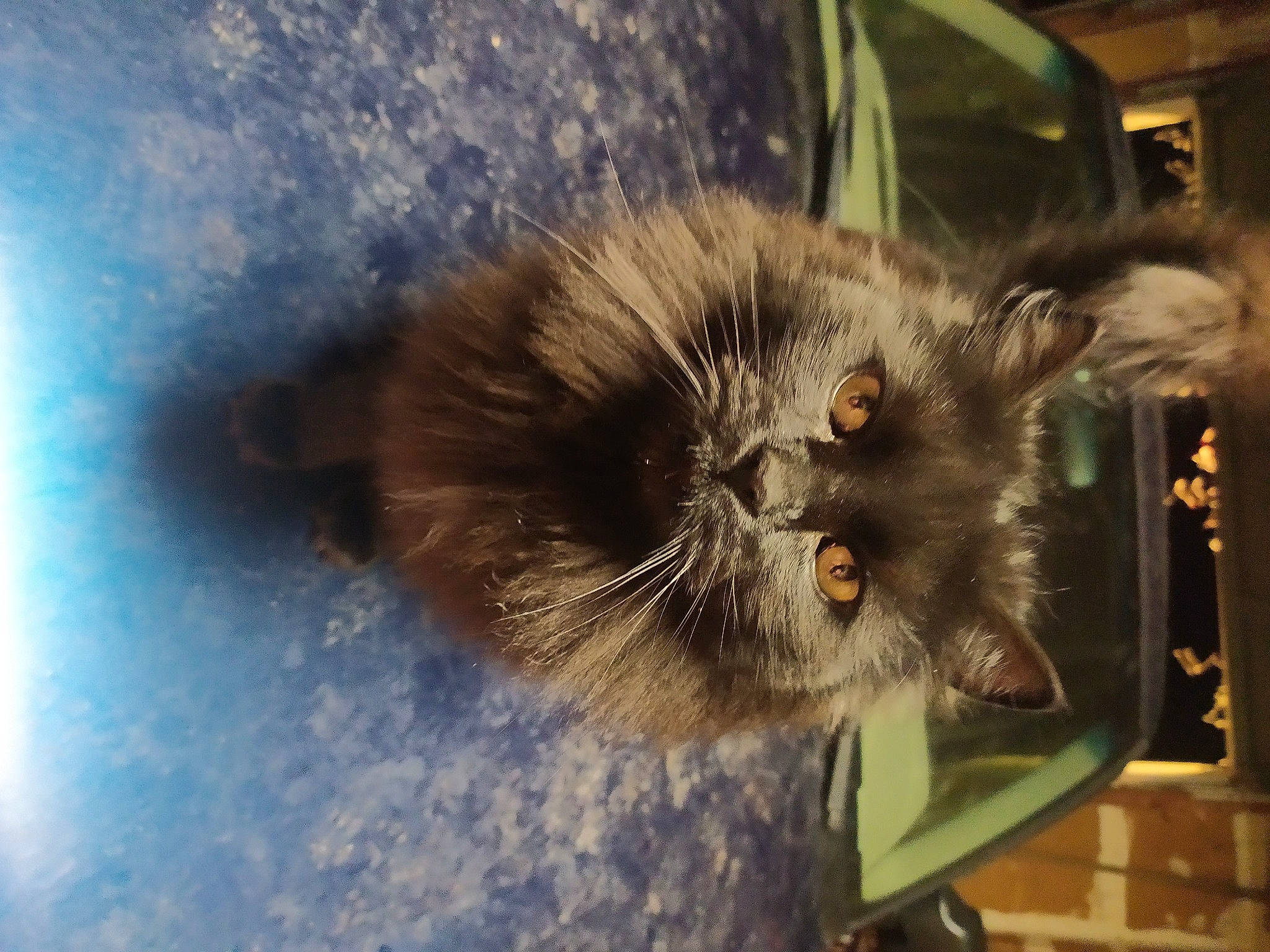 Jamally joined the competition — help win amazing prizes! black_cat, canidae, carnivore, cat, claw, domestic_short_haired_cat, fawn, felidae, fur, paw, small_to_medium_sized_cats, tail, terrestrial_animal, whiskers, wildlife