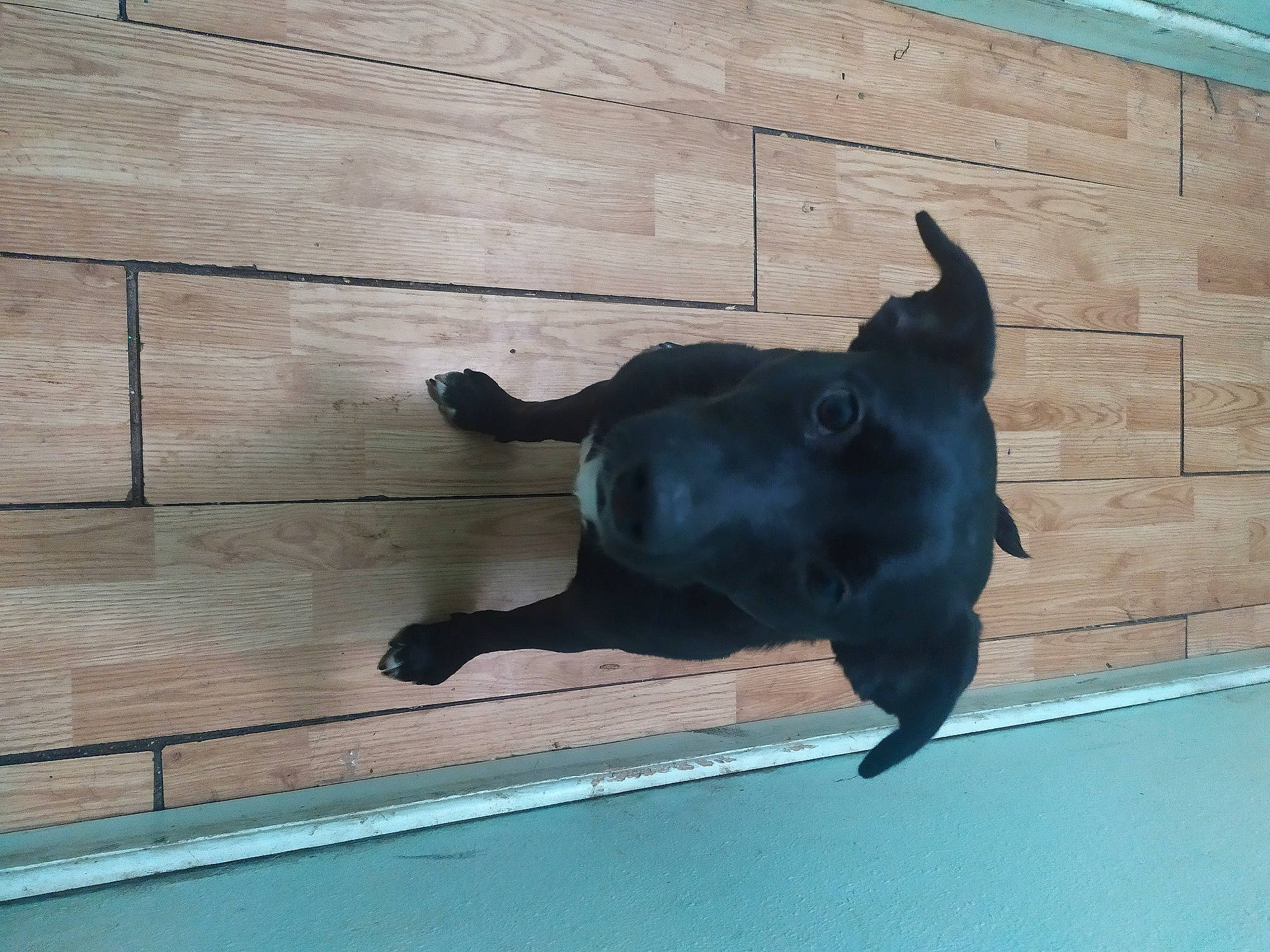 Shelby Renae is registered to the contest to win money with this photo: carnivore, companion_dog, dog, dog_breed, fawn, felidae, floor, flooring, mammal, pet_supply, small_to_medium_sized_cats, snout, sporting_group, tail, tints_and_shades, vertebrate, water, window, wood, working_animal