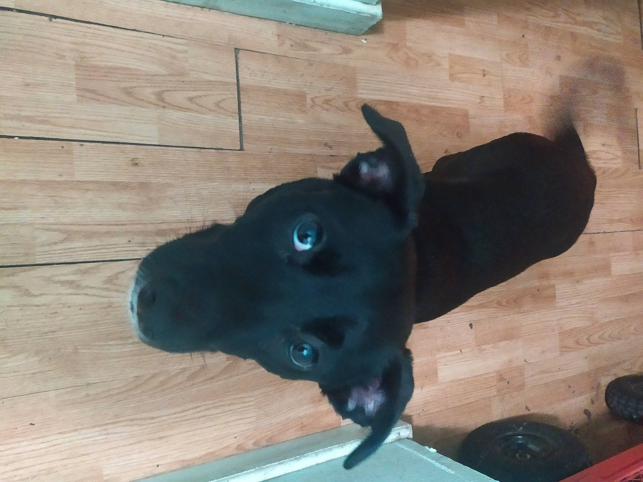 Shelby Renae is registered to the contest to win money with this photo: blue, borador, canidae, carnivore, companion_dog, dog, dog_breed, dog_collar, electric_blue, flooring, guard_dog, hardwood, non_sporting_group, plank, terrestrial_animal, whiskers, wood, wood_stain, working_animal