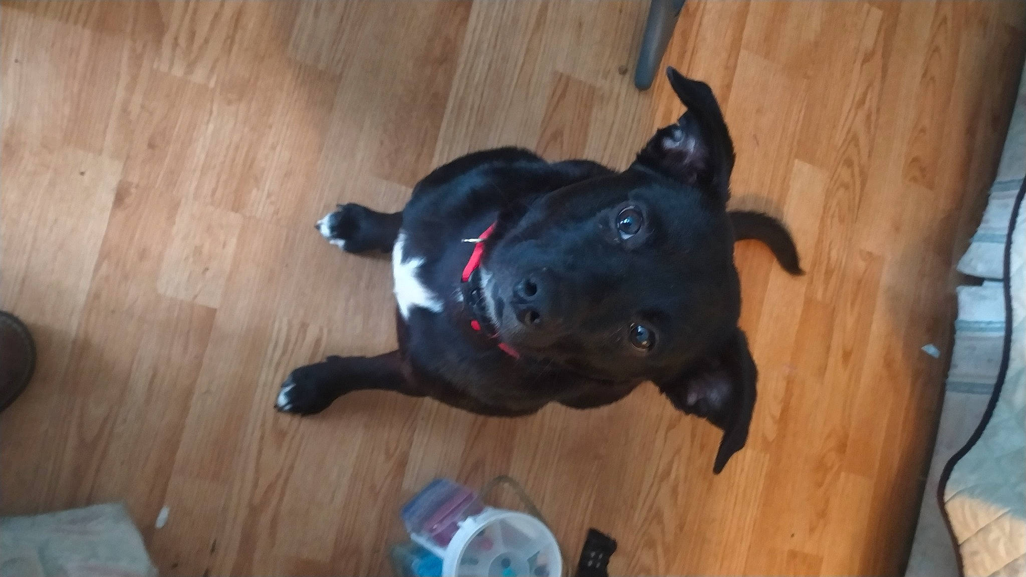 Shelby Renae is registered to the contest to win money with this photo: borador, carnivore, companion_dog, dog, dog_breed, dog_supply, fawn, floor, flooring, hardwood, laminate_flooring, plank, snout, sporting_group, tail, varnish, water_bottle, wood, wood_flooring, wood_stain