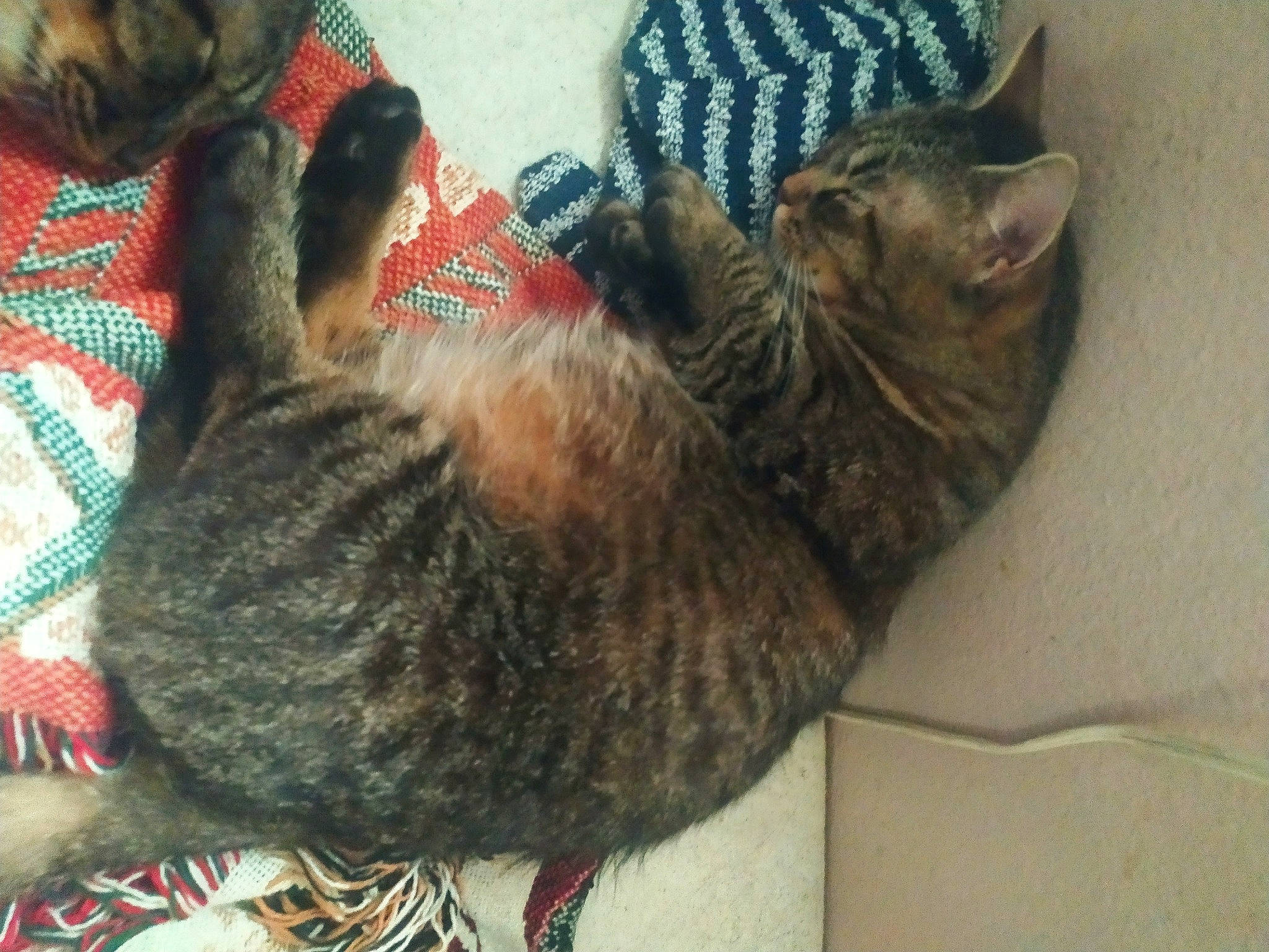 Litty Woman-nene is registered to the contest to win money with this photo: brown, carnivore, cat, claw, comfort, domestic_short_haired_cat, felidae, fur, mammal, nap, natural_material, paw, small_to_medium_sized_cats, snout, tail, terrestrial_animal, vertebrate, whiskers