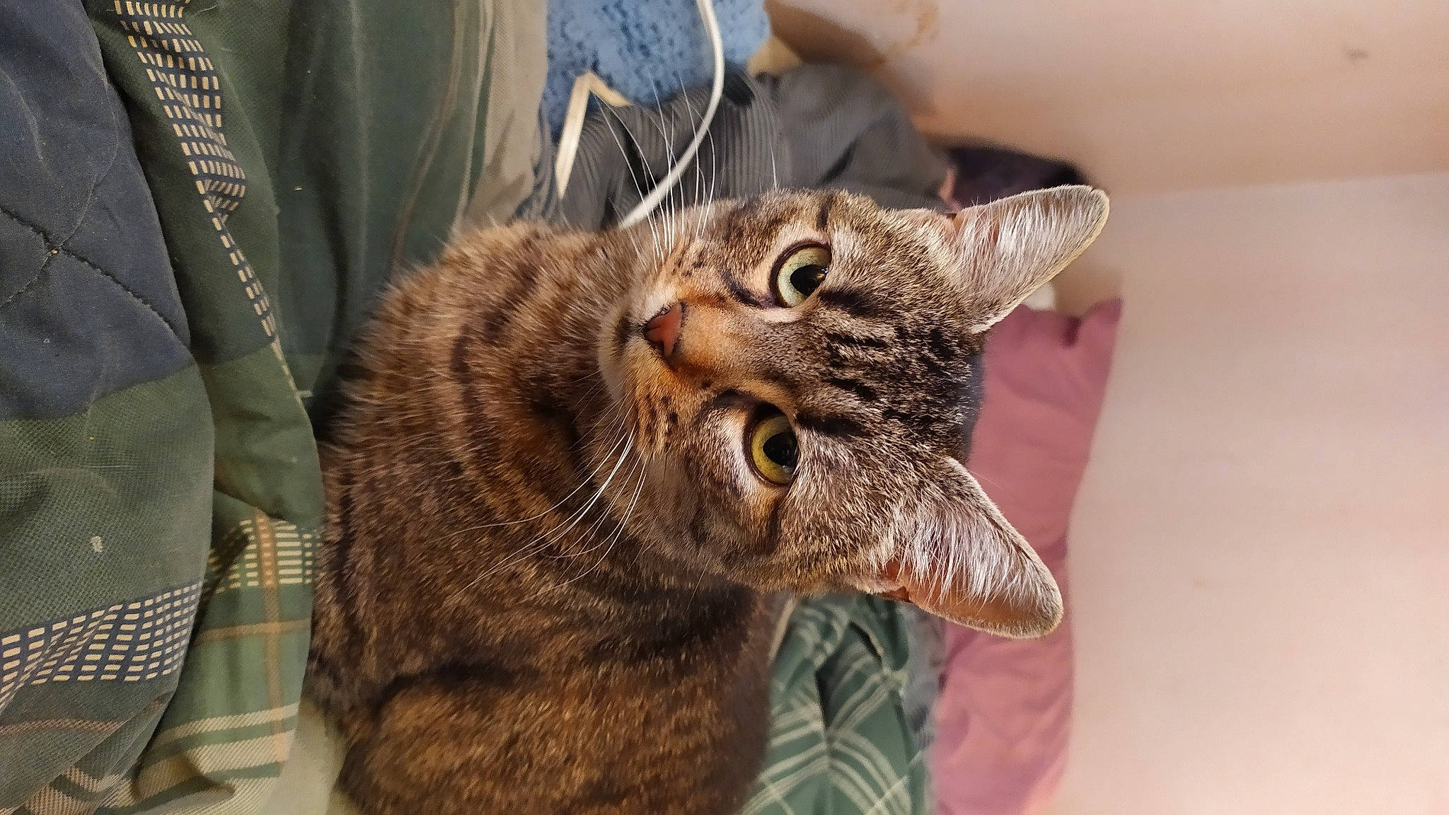 Litty Woman-nene is registered to the contest to win money with this photo: carnivore, cat, comfort, domestic_short_haired_cat, ear, felidae, fur, small_to_medium_sized_cats, snout, tableware, tartan, whiskers