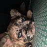 Chanel joined the competition — help win amazing prizes! animal, blue_eyes, brown_fur, canine, close_up, cozy, cute, dim_light, dog, ears, face, indoor, nose, patterned_surface, paw, pet, puppy, resting, sleepy, whiskers