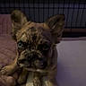 Chanel joined the competition — help win amazing prizes! animal, blanket, blue_eyes, brindle, cage, cute, dog, ears, expression, face, fur, indoor, looking_up, nose, paw, pet, puppy, sitting, small, young