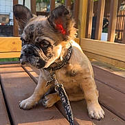 Chanel joined the competition — help win amazing prizes! animal, black, brown, canine, collar, cute, daylight, dog, ears, fence, leash, outdoor, pet, puppy, shadows, sitting, small_dog, sunlight, wooden_deck, young_dog