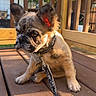 animal, black, brown, canine, collar, cute, daylight, dog, ears, fence, leash, outdoor, pet, puppy, shadows, sitting, small_dog, sunlight, wooden_deck, young_dog