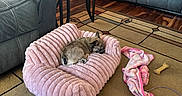 Chanel joined the competition — help win amazing prizes! blanket, carpet, chew_toy, cozy, decor, dog, floor, furniture, indoor, leather_couch, living_room, pet_bed, pillow, plant, relaxation, resting, side_table, sleeping, sunlight, window