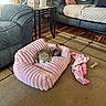 blanket, carpet, chew_toy, cozy, decor, dog, floor, furniture, indoor, leather_couch, living_room, pet_bed, pillow, plant, relaxation, resting, side_table, sleeping, sunlight, window