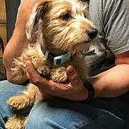 Gilbert joined the competition — help win amazing prizes! animal, brown_dog, casual, collar, cute, dog, fur, hand, holding, human, indoor, jeans, lap, looking_away, person, pet, sitting, small_dog, tshirt, watching