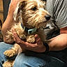 animal, brown_dog, casual, collar, cute, dog, fur, hand, holding, human, indoor, jeans, lap, looking_away, person, pet, sitting, small_dog, tshirt, watching