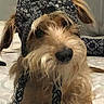 Gilbert joined the competition — help win amazing prizes! animal, bed, blanket, brown_dog, cozy, cute, decor, dog, ears, fluffy, furry, hat, home, indoor, knitted_hat, looking_up, pet, portrait, scruffy, tassels