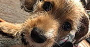 Gilbert joined the competition — help win amazing prizes! animal, blanket, brown_fur, close_up, companion, cozy, curious, cute, dog, eyes, fur, indoors, lying_down, nose, pet, puppy, soft, texture, whiskers, young