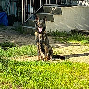 Koda joined the competition — help win amazing prizes! dog, german_shepherd, outdoor, grass, sunlight, steps, porch, chain, leash, animal, pet, sitting, happy, ears_up, shadow, yard, concrete, fence, daylight, nature