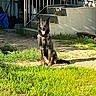 dog, german_shepherd, outdoor, grass, sunlight, steps, porch, chain, leash, animal, pet, sitting, happy, ears_up, shadow, yard, concrete, fence, daylight, nature