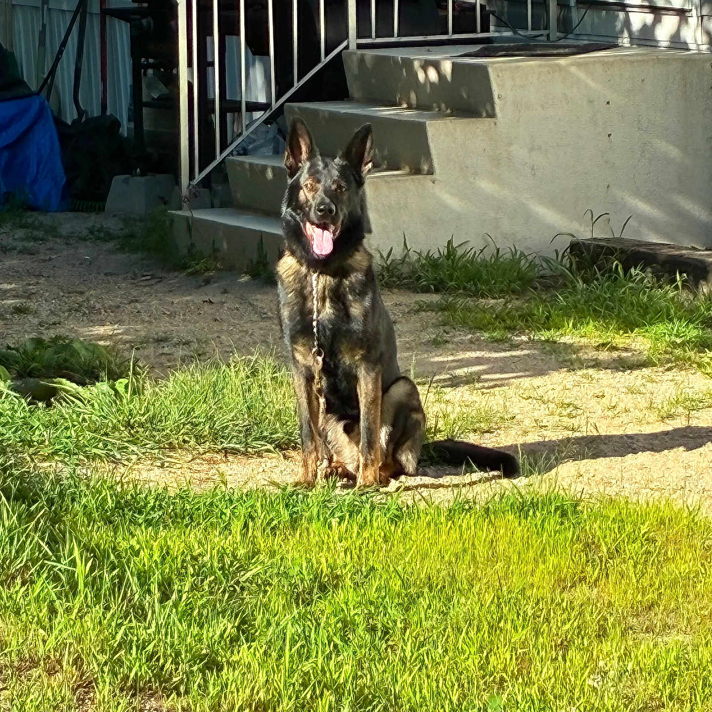 Koda joined the competition — help win amazing prizes! dog, german_shepherd, outdoor, grass, sunlight, steps, porch, chain, leash, animal, pet, sitting, happy, ears_up, shadow, yard, concrete, fence, daylight, nature