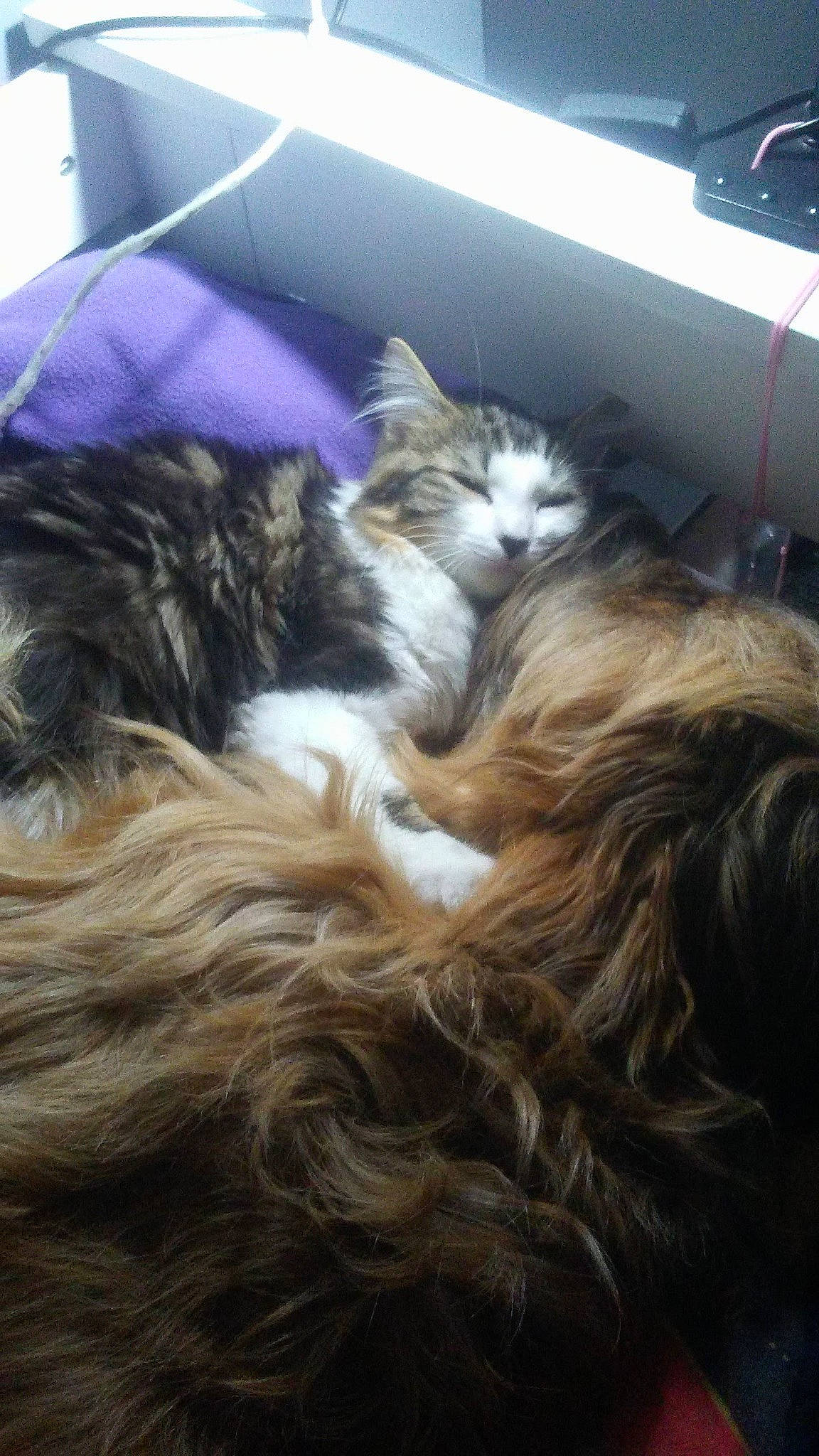 Emeraude participe au concours pour gagner de l'argent avec cette photo : carnivore, cat, domestic_long_haired_cat, fawn, felidae, fur, hair, kitten, long_hair, maine_coon, nap, norwegian_forest_cat, sleep, small_to_medium_sized_cats, whiskers