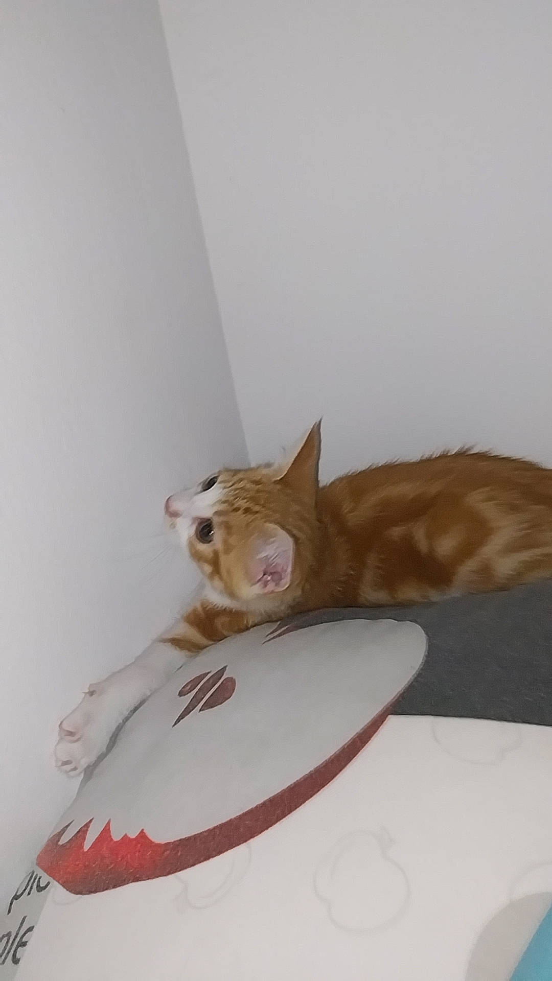 Phoenix a rejoint le concours — aidez-le/la à gagner de superbes lots ! canidae, carnivore, cat, cat_supply, comfort, companion_dog, dishware, dog_breed, domestic_short_haired_cat, fawn, felidae, fur, hardwood, linens, paw, plate, small_to_medium_sized_cats, tail, whiskers, wood