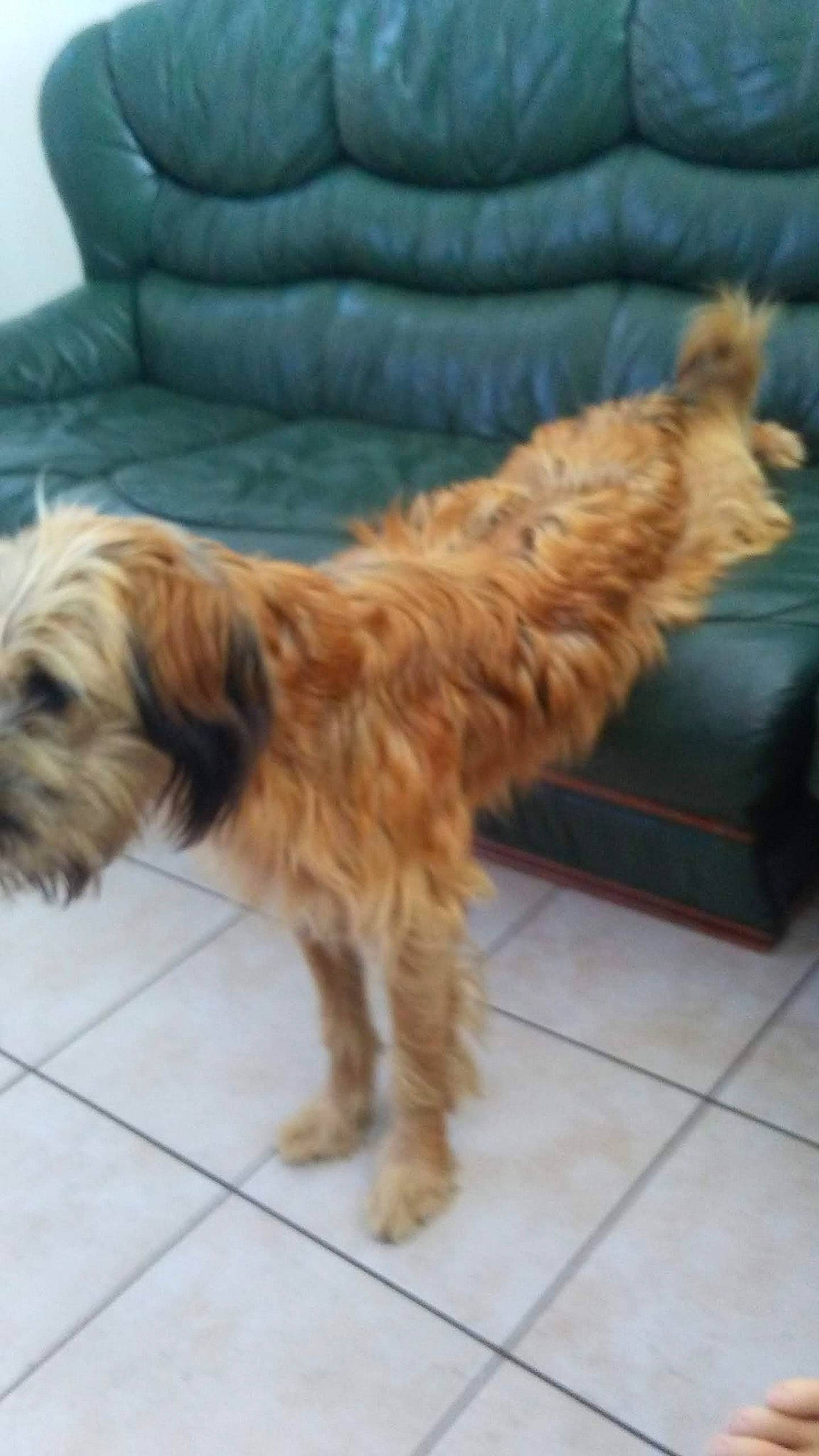 Noisette a rejoint le concours — aidez-le/la à gagner de superbes lots ! canidae, carnivore, catalan_sheepdog, companion_dog, dog, dog_breed, dutch_smoushond, fawn, glen_of_imaal_terrier, irish_soft_coated_wheaten_terrier, lhasa_apso, liver, mammal, rare_breed_dog, small_terrier, sporting_group, sporting_lucas_terrier, terrier, tibetan_terrier, vertebrate