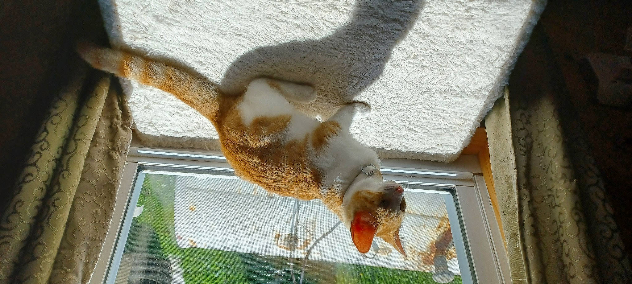 Angle joined the competition — help win amazing prizes! animal_feed, beak, bird_supply, claw, fawn, felidae, fox_squirrel, fur, mammal, pet_supply, small_to_medium_sized_cats, snout, squirrel, tail, terrestrial_animal, vertebrate, whiskers, wildlife, wing, wood