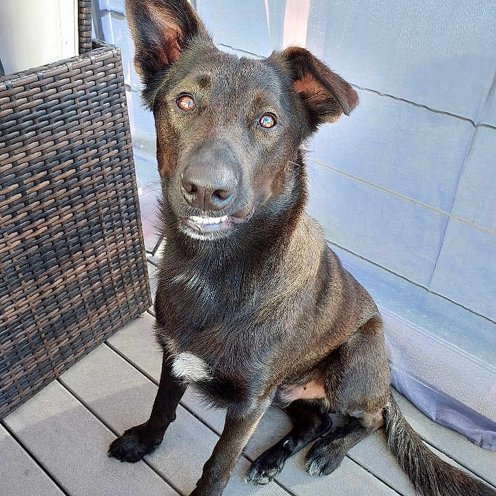 Keiji participe au concours pour gagner de l'argent avec cette photo : accessories, animal, canine, chair, dog, doghouse, furniture, germanshepherd, hound, husky, labradorretriever, leash, path, pet, plywood, policedog, puppy, slate, strap, wood