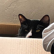 Ember is registered to the contest to win money with this photo: cat, tuxedo_cat, cardboard_box, peeking, whiskers, ear, indoor, feline, pet, curious, cozy, fabric, soft, animal, close_up, black_and_white, resting, hidden, cute, domestic_cat