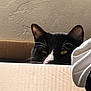 cat, tuxedo_cat, cardboard_box, peeking, whiskers, ear, indoor, feline, pet, curious, cozy, fabric, soft, animal, close_up, black_and_white, resting, hidden, cute, domestic_cat