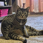 Bean joined the competition — help win amazing prizes! cat, tabby_cat, carpet, indoor, pet, furniture, shelf, basket, curtains, floor, domestic_animal, whiskers, collar, tag, eyes, ears, tail, fur, animal, home