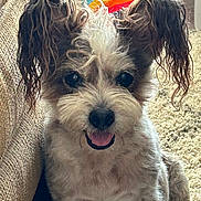 Skipper is registered to the contest to win money with this photo: dog, small_dog, fluffy_fur, wet_ears, carpet, couch, indoor, happy, tongue_out, pet, animal, close_up, sitting, furry, cute, companion, domestic_animal, texture, colorful_background, relaxed
