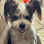 dog, small_dog, fluffy_fur, wet_ears, carpet, couch, indoor, happy, tongue_out, pet, animal, close_up, sitting, furry, cute, companion, domestic_animal, texture, colorful_background, relaxed