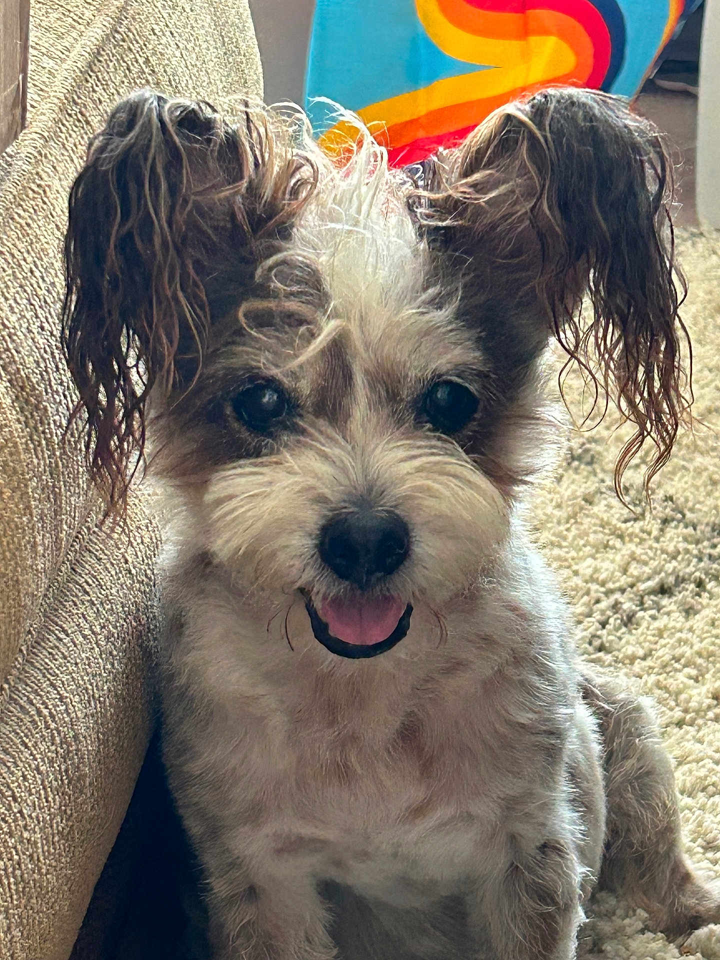 Skipper is registered to the contest to win money with this photo: dog, small_dog, fluffy_fur, wet_ears, carpet, couch, indoor, happy, tongue_out, pet, animal, close_up, sitting, furry, cute, companion, domestic_animal, texture, colorful_background, relaxed