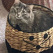 Josie is registered to the contest to win money with this photo: cat, gray, fluffy, basket, woven, smiley_face, pet, indoor, curious, cozy, fur, animal, whiskers, ears, eyes, carpet, home, cute, feline, resting