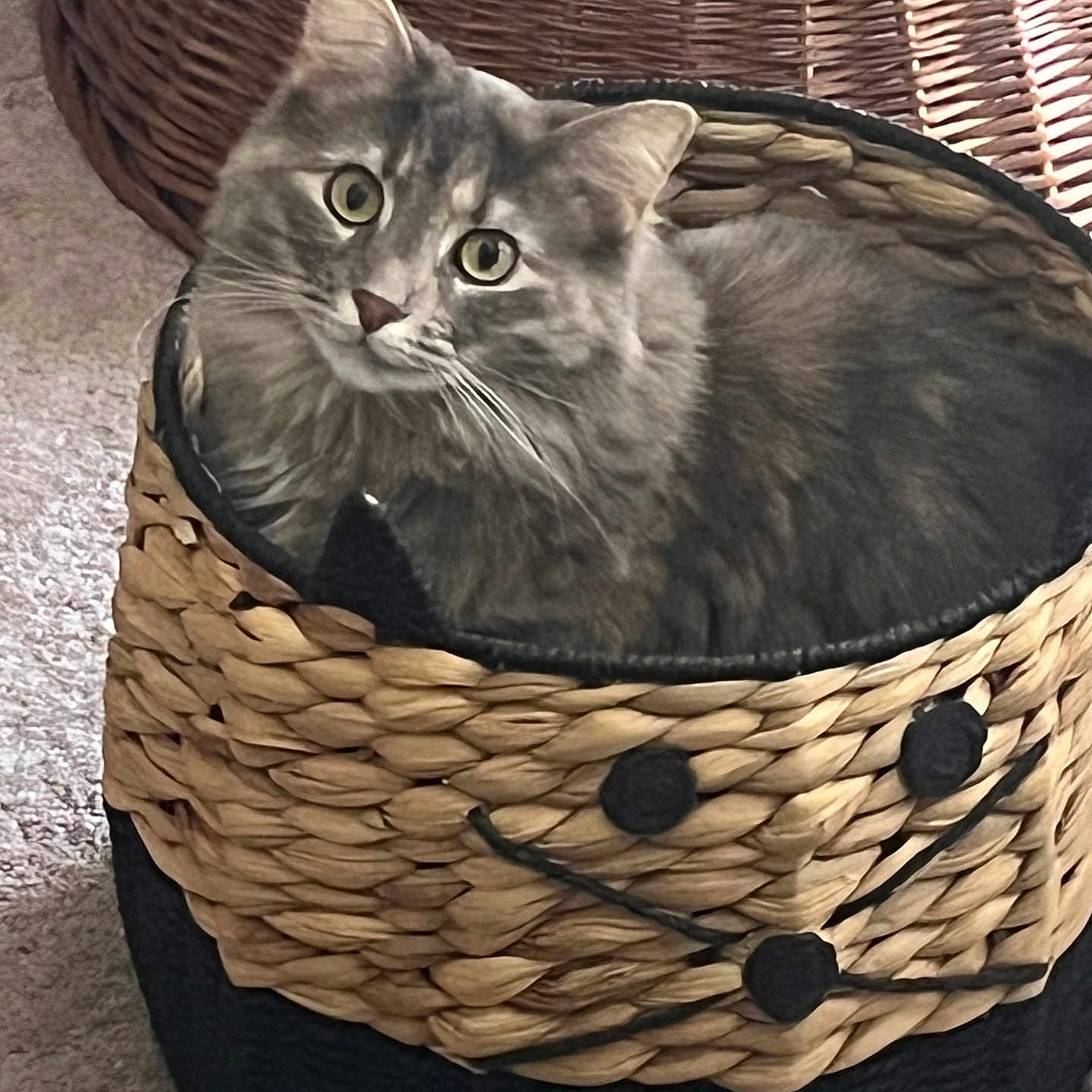 Josie